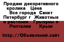 Продаю декоративного кролика › Цена ­ 500 - Все города, Санкт-Петербург г. Животные и растения » Грызуны и Рептилии   . Крым